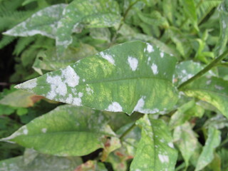 Closeup of powdery mildew fungal disease on the leaves of a peony plant 