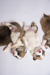 生まれたばかりのコーギーの赤ちゃん