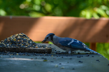 Birds Love Their Peanuts