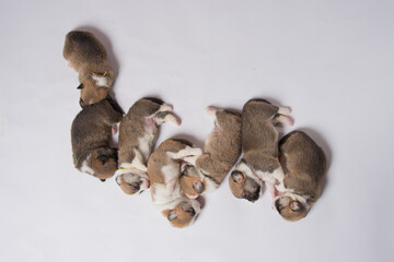 生まれたばかりのコーギーの赤ちゃん