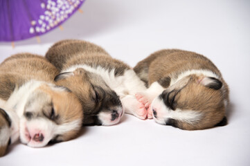 生まれたばかりのコーギーの赤ちゃん