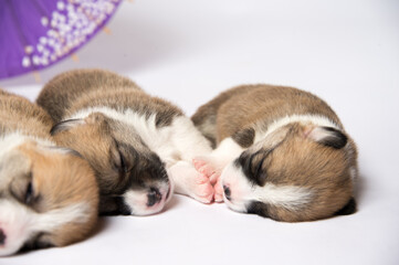 生まれたばかりのコーギーの赤ちゃん