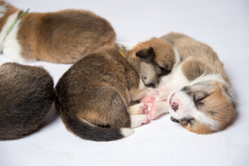 生まれたばかりのコーギーの赤ちゃん