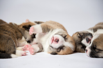 生まれたばかりのコーギーの赤ちゃん