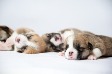 生まれたばかりのコーギーの赤ちゃん