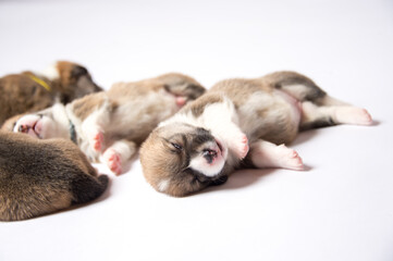 生まれたばかりのコーギーの赤ちゃん