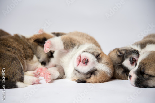 生まれたばかりのコーギーの赤ちゃん Wall Mural Wallpaper Murals Studio Hoto