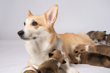 生後2週間のコーギーの赤ちゃん