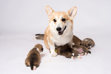 生後2週間のコーギーの赤ちゃん