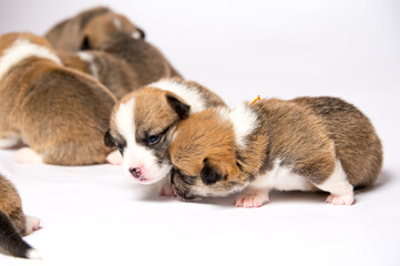 生後2週間のコーギーの赤ちゃん