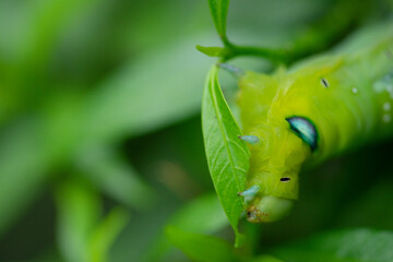 A large worm eating a young leaf.