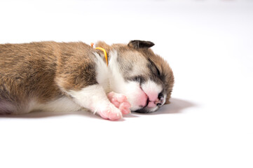 生後2週間のコーギーの赤ちゃん