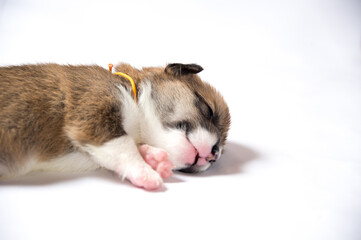 生後2週間のコーギーの赤ちゃん