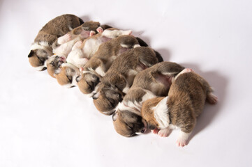 生後2週間のコーギーの赤ちゃん