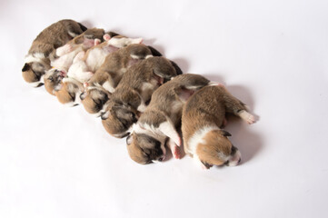 生後2週間のコーギーの赤ちゃん