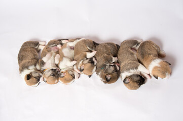 生後2週間のコーギーの赤ちゃん