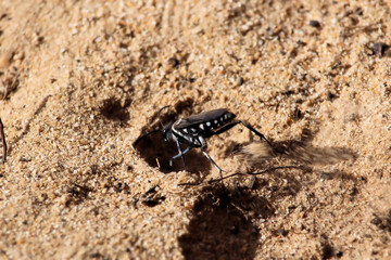 Zebra Spider Wasp  (Turneromyia sp.) digging hole for prey, South Australia