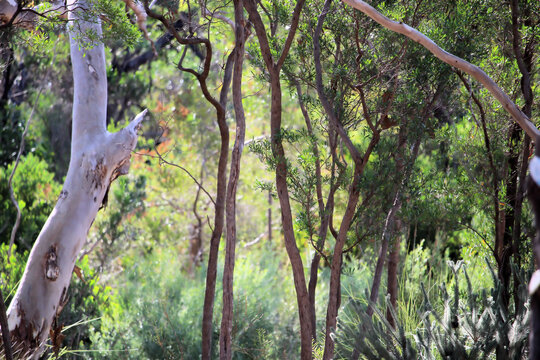 Natural South Australian bush with eucalypts and hop bush