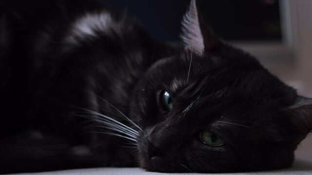 Close up of soft and fluffy black and white cat falling asleep. Concept. Domestic cat with big green eyes lying at home in front of the camera on blurred background of the room.