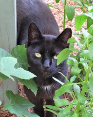 Black cat hiding within plants and flowers in an outdoor garden