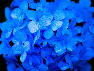 青い紫陽花の花びら