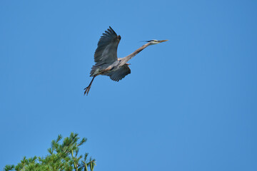 Obraz premium Heron Lifting Off