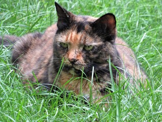 Naklejka na ściany i meble Closeup of a female calico or tortoiseshell cat lying outside in the shaded grass on a summer day