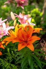 Fototapeta premium Close up of orange colored day lily flowers and green leaves with bright sunlight and harsh dark shadows in a flower bed.