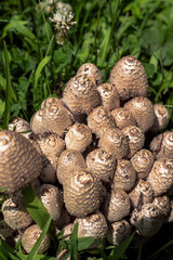 A close up macro photograph looking straight down on a group or cluster of mushrooms growing in the middle of a patch of green grass.