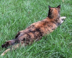 Closeup of a female calico or tortoiseshell cat lying outside in the shaded grass on a summer day