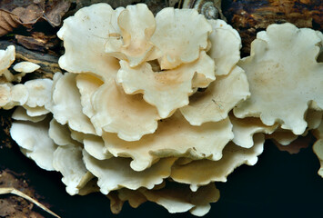 Edible mushrooms (Mycoleptodonoides Aitchisonii)