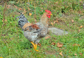 Speckled cock