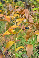 Wild plant (Disporum viridescens) with berries