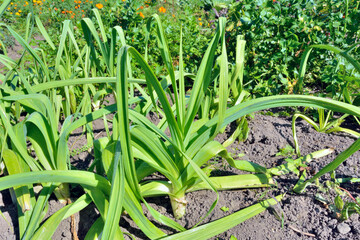 Obraz premium Plants of leek