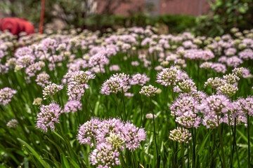 Obraz premium Beautiful background image of tiny pink allium flower clusters on green stems with bokeh blurred background.