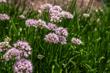 Beautiful background image of tiny pink allium flower clusters on green stems with bokeh blurred background as bees pollinate the flowers.