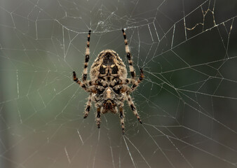 Araneus circe is a genus of common orb-weaving spiders.