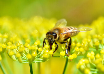 A front view of a Honey bee (Apis mellifera) collecting nectar from the tiny flowers of fennel. Closeup. Copy space. © maria t hoffman