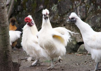 ウコッケイの雌と雄