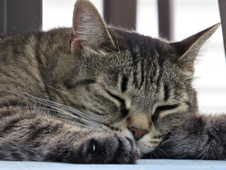 Closeup of a sleeping female tabby cat in the shade under porch furniture on a summer day