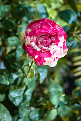 Rosa roja en maceta de un jardin