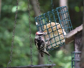 Closeup of a male downy woodpecker eating from a suet feeder 