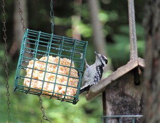 Closeup of a male downy woodpecker eating from a suet feeder 