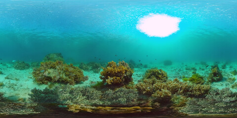 Tropical coral reef 360VR. Underwater fishes and corals. Panglao, Philippines.