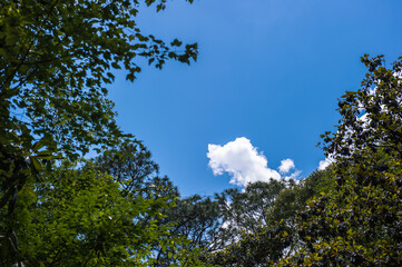Beautiful and curious clouds background blue sky at Florida.