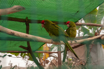 Loros enjaulados en cautiverio 