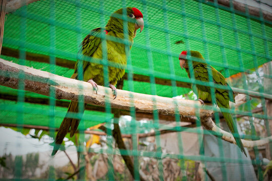 Loros enjaulados en cautiverio 