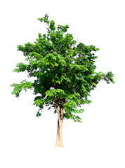 Obraz premium isolated tree green is located on a white background. Collection of isolated tree on white background Tropical tree