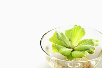 Plant with roots in a bowl of water