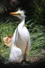 Cute baby egret explores nature.